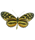 Heliconidae hecale shanki