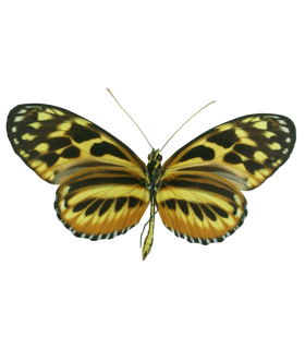 Heliconidae hecale shanki