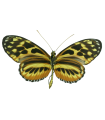 H. hecale shanki