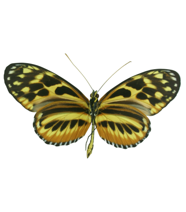 Heliconidae hecale shanki