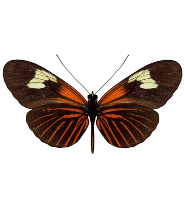 Heliconius erato luscombei