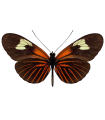 H. erato luscombei
