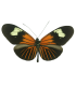 Heliconius erato luscombei
