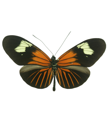 Heliconius erato luscombei