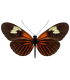 Heliconius erato luscombei