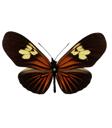 Eueides heliconioides heliconioides