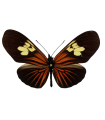 H.Eueides heliconioides