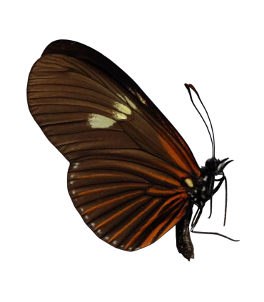 Eueides heliconioides heliconioides