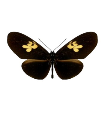 Eueides heliconioides heliconioides