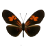 Eueides heliconioides (Red)