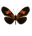 Eueides heliconioides (Red)