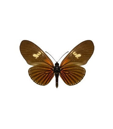 Eueides heliconioides (Red)