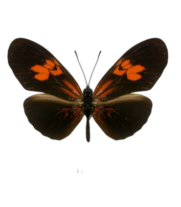 Eueides heliconioides (Red)