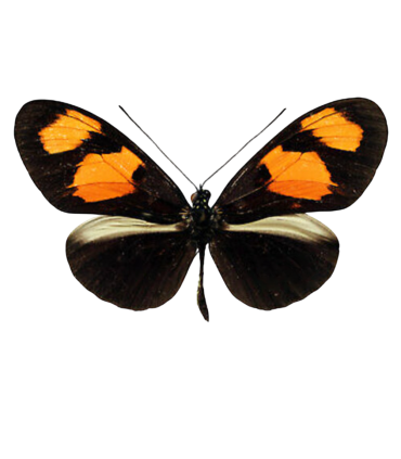 Heliconius melpomene xenoclea