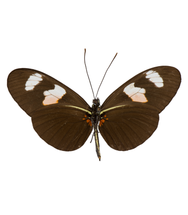 Heliconius melpomene xenoclea