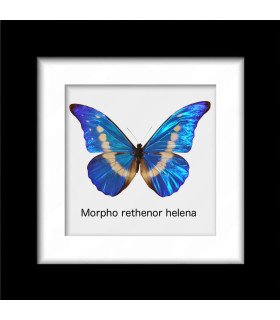 Framed M.Rethenor helena (Male)