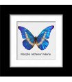 Framed M.Rethenor helena (Male)