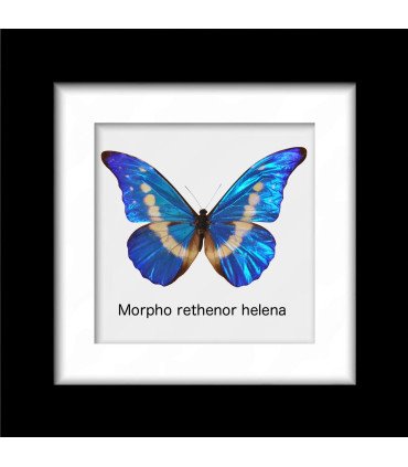 Framed M.Rethenor helena (Male)