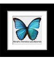 Framed M. Menelaus Pucallpensis (Male)