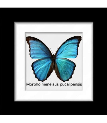 Framed M. Menelaus Pucallpensis (Male)