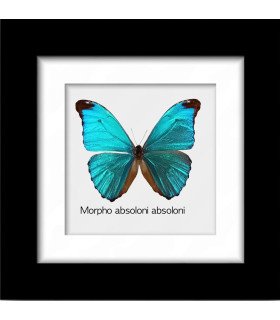 Framed butterfly Morpho absoloni