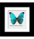 Framed butterfly Morpho absoloni