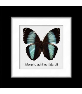 Framed M. achilles Fajardii