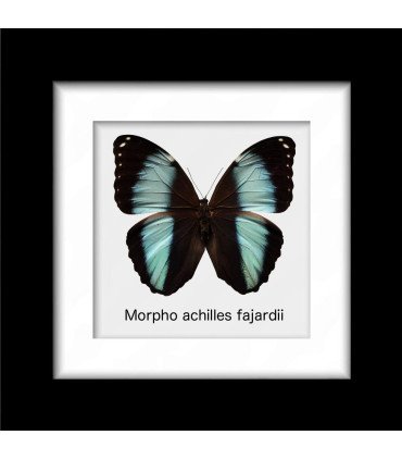 Framed M. achilles Fajardii