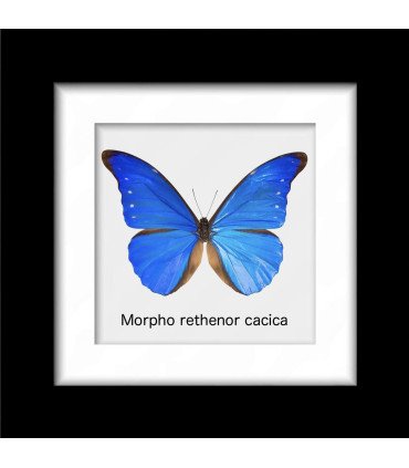 FRAMED RETHENOR CACICA