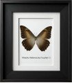 Framed M. thelemachus foucheri