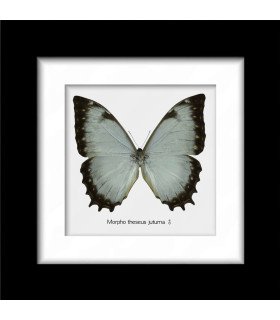 Framed M.theseus Juturna