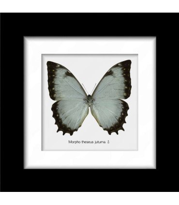 Framed M.theseus Juturna