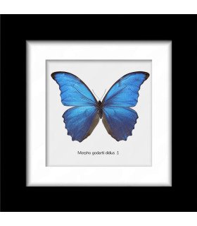 Framed M. godartii  didius