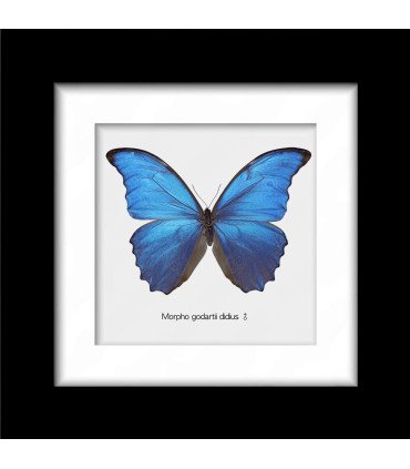 Framed M. godartii  didius