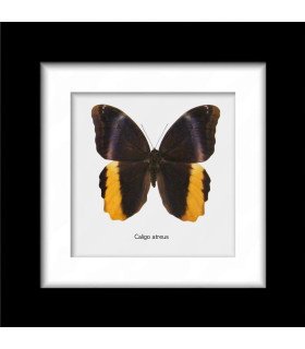 Framed  Caligo Atreus