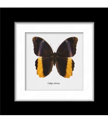 Framed  Caligo Atreus