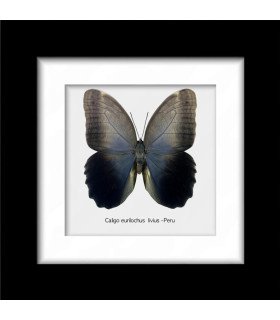 Framed caligo Eurilochus livius