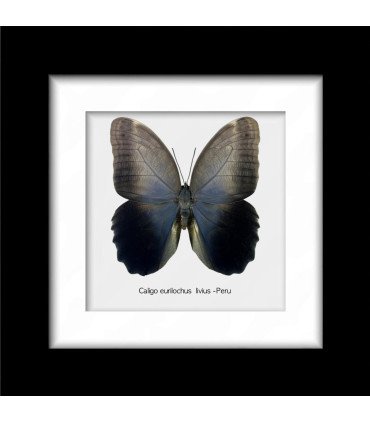 Framed caligo Eurilochus livius