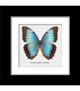 Framed Morpho Peleides