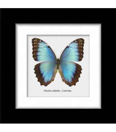 Framed Morpho Peleides