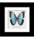 Framed Morpho Peleides