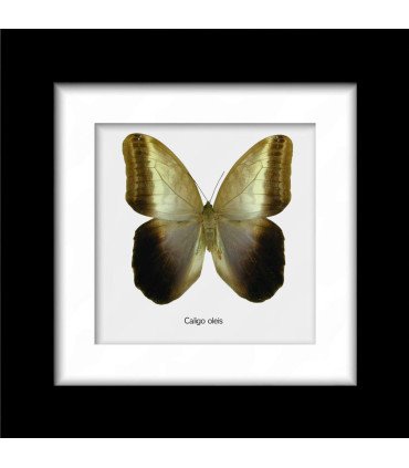 Framed Caligo Oleis