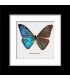Framed Morpho zefhyritis