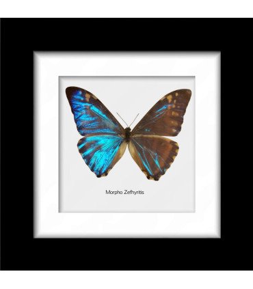 Framed Morpho zefhyritis