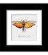 Framed Grillidae Tropicadex Dux