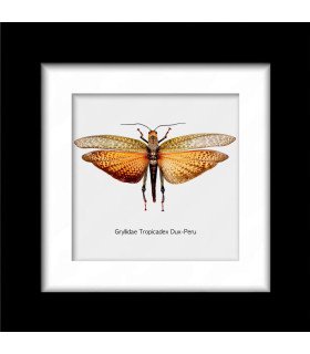 Framed Grillidae Tropicadex Dux