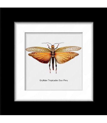 Framed Grillidae Tropicadex Dux