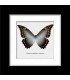 Framed Morpho amphitriom cinereus