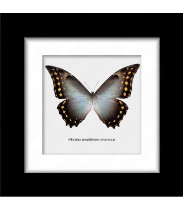 Framed Morpho amphitriom cinereus