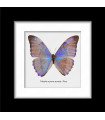Framed M.aurora aureola